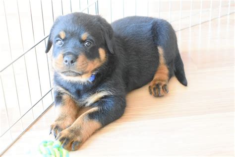 rottweiler puppies for sale in riverside|More.